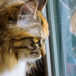 chat dépression